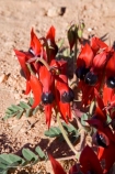 Australasian;Australia;Australian;Australian-Flower;Australian-Flowers;Australian-Outback;Clianthus-formosus;Coober-Pedy;Desert-Flower;Desert-Flowers;Emblem-of-South-Australia;flower;flowers;native-flower;Outback;red;red-centre;S.A.;SA;South-Australia;Stuart-Highway;Sturt-Pea;Sturts-Desert-Pea;Swainsona;Swainsona-formosa