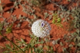 South-Australia;SA;S.A.;Australia;Australian;outback;outback-Australia;Simpson-Desert;desert;deserts;Munga_Thirriâ€“Simpson-Desert-National-Park;Munga_Thirriâ€“Simpson-Desert-Conservation-Park;Simpson-Desert-Conservation-Park;Simpson-Desert-National-Park;Munga_Thirriâ€“Simpson-Desert-NP;French-Line;The-French-Line;sand-dune;sand;dune;dunes;Wildflowers;annual;annuals;flower;flowers;wildflower;wild;The-French-Line;national-parks