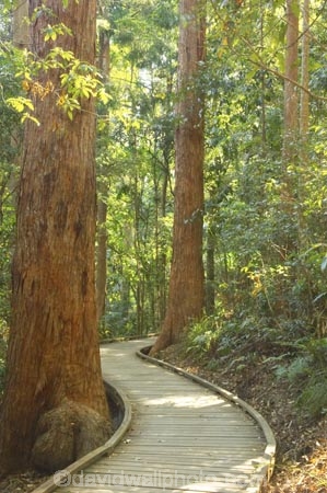 australasia;Australia;australian;bush;footpath;footpaths;forest;forests;green;Hinterland;Kondalilla-National-Park;lush;natural;nature;path;paths;Queensland;rain;rain-forest;rain-forests;rain_forest;rain_forests;rainforest;rainforests;rainy;Sunshine-Coast;track;tracks;tree;trees;trunk;trunks;walking-track;wilderness;woods