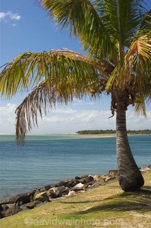 australasia;Australia;australian;beach;beaches;coast;coastal;inlet;inlets;noosa;noosa-inlet;noosa-River;noosaville;palm;palm-tree;palm-trees;palms;queensland;rivers;Sunshine-Coast