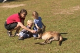 animal;animals;aussie-zoo;australasia;Australia;australian;boy;boys;child;children;families;family;Feeding;girl;girls;kangaroo;kangaroos;little-girl;mammal;mammals;marsupial;marsupials;mother;mothers;Queensland;sunshine-coast;tame