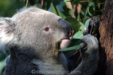 Animal;Animals;Australia;australian;climb;climbs;Close-up;Close_up;fur;furry;Koala;Koalas;Mammal;Mammals;Marsupial;Marsupials;Nature;Oceania;Phascolarctos;Phascolarctos-cinereus;sydney;taronga;tree;trees;Wild;Wildlife;zoo;Zoology