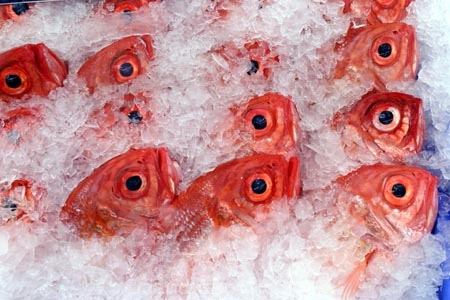australia;sydney;prawn;shrimp;shrimps;seafood;sea;food;markets;market;fish;fishing;sell;sale;fishy;orange;prymont;blackwattle;bay;sardines;sardine;pattern