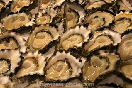australia;sydney;prawn;shrimp;shrimps;seafood;sea;food;markets;market;fish;fishing;sell;sale;fishy;orange;prymont;blackwattle;bay-;shell;shells;oyster