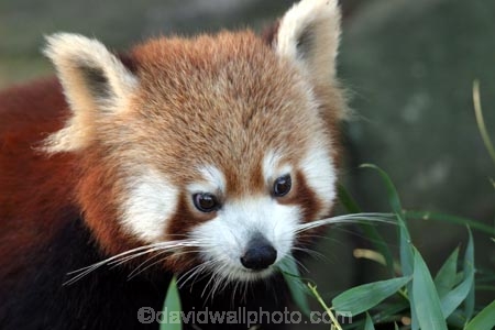 Red-Panda;Taronga;Zoo;Sydney;Australia;Red;Panda;wildlife;Ailurus-fulgens;Bear_cat;Bright-Panda;Cat_bear;Common-Panda;Fire-Fox;Lesser-Panda;Nigalya-Ponya;Panda-Chico;Panda-Éclatant;Panda-Rojo;Petit-Panda;Poonya;Red-Cat_bear;Sankam;Thokya;Wah;Wokdonka;Woker;Ye
