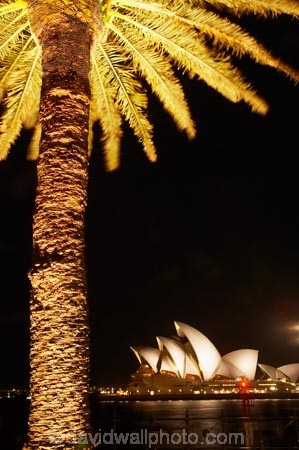 Australasia;Australia;Australian;dark;evening;harbors;harbours;landmark;landmarks;light;lights;N.S.W.;New-South-Wales;night;night-time;night_time;nightfall;NSW;Opera-House;palm;palm-tree;palm-trees;palms;Sydney;Sydney-Cove;Sydney-Harbor;Sydney-Harbour;Sydney-Opera-House;The-Rocks;tree;trees