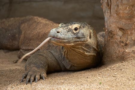 animal;Australasia;Australia;Komodo-Dragon;lizard;lizards;N.S.W.;New-South-Wales;NSW;ora;reptile;reptiles;Sydney;Varanus-komodoensis;wildlife