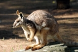 Kangaroo;Kangaroos;Macropus-rufus;Mammal;Mammals;Marsupial;Marsupials;Nature;austrlia;australian;wildlife;taronga;sydney
