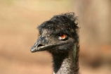 emu;australia;australian;sydney;wildlife;animal;bird;birds;flightless;feather;feathers;beak;indigenous;native;endemic;Dromaius-novaehollandiae;Dromaius;taronga;zoo