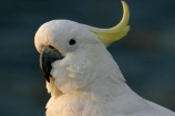 sulfer;sulfur;crested;cockatoo;australia;australian;sydney;wildlife;animal;bird;birds;feather;feathers;beak;indigenous;native;endemic