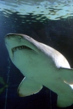 shark;underwater;under_water;fish;danger;dangerous;predator;predators;terror;terrifying;scary;swim;swims;swimming