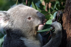 taronga;zoo;Animal;Animals;Australia;Close-up;Close_up;Koala;Koalas;Mammal;Mammals;Marsupial;Marsupials;Nature;Oceania;animal;Phascolarctos-cinereus;Wild;Wildlife;Zoology;Phascolarctos;climb;climbs;tree;trees;fur;furry