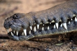 crocodile;crocodiles;fresh;taronga;zoo;sydney;australia;teeth;tooth;danger;dangerous;snap;bite;bitten;sharp;fear;predator;predators;terror;terrifying;scary;crocodylus-johnstoni