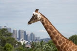 animal;animals;architectural;architecture;Australasia;Australia;Bennelong-Point;c.b.d.;cbd;central-business-district;cities;city;cityscape;cityscapes;Giraffa-camelopardalis;giraffe;giraffes;high-rise;high-rises;high_rise;high_rises;highrise;highrises;icon;iconic;icons;landmark;landmarks;mammal;mammals;multi_storey;multi_storied;multistorey;multistoried;N.S.W.;New-South-Wales;NSW;office;office-block;office-blocks;offices;Opera-House;sky-scraper;sky-scrapers;sky_scraper;sky_scrapers;skyscraper;skyscrapers;Sydney;Sydney-Opera-House;Sydney-Zoo;Taronga-Zoo;tower-block;tower-blocks;wildlife;zoo;zoos