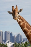 animal;animals;architectural;architecture;Australasia;Australia;Bennelong-Point;c.b.d.;cbd;central-business-district;cities;city;cityscape;cityscapes;Giraffa-camelopardalis;giraffe;giraffes;high-rise;high-rises;high_rise;high_rises;highrise;highrises;icon;iconic;icons;landmark;landmarks;mammal;mammals;multi_storey;multi_storied;multistorey;multistoried;N.S.W.;New-South-Wales;NSW;office;office-block;office-blocks;offices;Opera-House;sky-scraper;sky-scrapers;sky_scraper;sky_scrapers;skyscraper;skyscrapers;Sydney;Sydney-Opera-House;Sydney-Zoo;Taronga-Zoo;tower-block;tower-blocks;wildlife;zoo;zoos