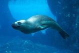 Australasia;Australia;Hydrurga-leptonyx;Leopard-Seal;Leopard-Seals;mammal;mammals;N.S.W.;New-South-Wales;NSW;Sydney;Sydney-Zoo;Taronga-Zoo;underwater;viewing;wildlife;zoo;zoos