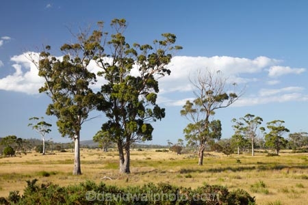 agricultural;agriculture;Australasian;Australia;Australian;Bicheno;country;countryside;East-Tasmania;Eastern-Tasmania;eucalypt;eucalypts;eucalyptus;eucalytis;farm;farming;farmland;farms;field;fields;gum;gum-tree;gum-trees;gums;Island-of-Tasmania;meadow;meadows;paddock;paddocks;pasture;pastures;rural;State-of-Tasmania;Tas;Tasmania;tree;trees