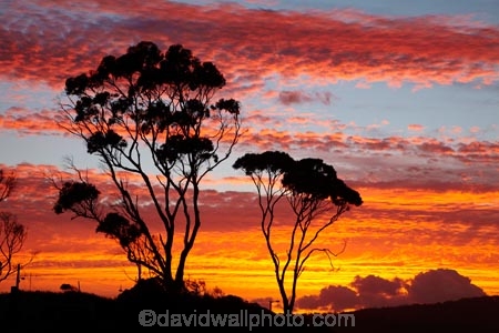 Australasian;Australia;Australian;Bay-of-Fires;Binalong-Bay;cloud;clouds;coast;coastal;coastline;coastlines;coasts;dusk;East-Tasmania;Eastern-Tasmania;eucalypt;eucalypts;eucalyptus;eucalytis;evening;foreshore;gum;gum-tree;gum-trees;gums;Island-of-Tasmania;nightfall;ocean;orange;sea;shore;shoreline;shorelines;shores;sky;slies;State-of-Tasmania;sunset;sunsets;Tas;Tasmania;tree;trees;twilight;water