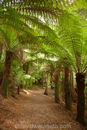 Australasian;Australia;Australian;beautiful;beauty;bush;cyathea;East-Tasmania;Eastern-Tasmania;endemic;fern;fern-glade;ferns;forest;forests;frond;fronds;green;hiking-track;hiking-tracks;Island-of-Tasmania;native;native-bush;natural;nature;plant;plants;Saint-Columba-Falls-State-Reserve;scene;scenic;St-Columba-Falls-State-Reserve;St.-Columba-Falls-State-Reserve;State-of-Tasmania;Tas;Tasmania;tramping-tack;tramping-tracks;tree;tree-fern;tree-ferns;trees;walking-track;walking-tracks;wood;woods