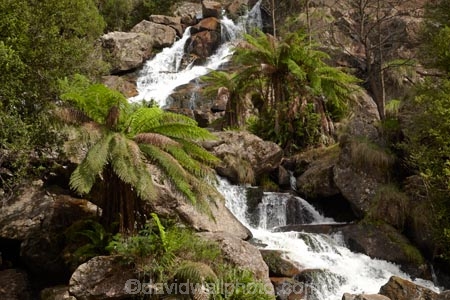 Australasian;Australia;Australian;cascade;cascades;creek;creeks;East-Tasmania;Eastern-Tasmania;falls;fern;ferns;frond;fronds;Island-of-Tasmania;natural;nature;plant;plants;Saint-Columba-Falls-State-Reserve;scene;scenic;St-Columba-Falls-State-Reserve;St.-Columba-Falls-State-Reserve;State-of-Tasmania;stream;streams;Tas;Tasmania;water;water-fall;water-falls;waterfall;waterfalls;wet