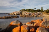 algae;Australasian;Australia;Australian;Bay-of-Fires;Binalong-Bay;coast;coastal;coastline;coastlines;coasts;East-Tasmania;Eastern-Tasmania;foreshore;fungi;geological;geology;Island-of-Tasmania;lichens;ocean;orange;orange-lichen;orange-lichens;orange-rock;orange-rock-lichen;orange-rock-lichens;orange-rocks;rock;rock-formation;rock-formations;rock-outcrop;rock-outcrops;rocks;sea;shore;shoreline;shorelines;shores;State-of-Tasmania;stone;Tas;Tasmania;water