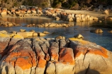 algae;Australasian;Australia;Australian;Bay-of-Fires;beach;beaches;Binalong-Bay;coast;coastal;coastline;coastlines;coasts;East-Tasmania;Eastern-Tasmania;foreshore;fungi;geological;geology;Island-of-Tasmania;lichens;ocean;orange;orange-lichen;orange-lichens;orange-rock;orange-rock-lichen;orange-rock-lichens;orange-rocks;rock;rock-formation;rock-formations;rock-outcrop;rock-outcrops;rocks;sand;sandy;sea;shore;shoreline;shorelines;shores;State-of-Tasmania;stone;Tas;Tasmania;water