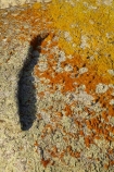 algae;Australasian;Australia;Australian;Bay-of-Fires;Binalong-Bay;East-Tasmania;Eastern-Tasmania;fungi;geological;geology;Green-Lichen;Green-Lichens;Island-of-Tasmania;lichens;orange;orange-lichen;orange-lichens;orange-rock;orange-rock-lichen;orange-rock-lichens;orange-rocks;rock;rock-formation;rock-formations;rock-outcrop;rock-outcrops;rocks;State-of-Tasmania;stone;Tas;Tasmania;Yellow-Lichen;Yellow-Lichens