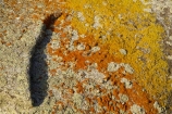 algae;Australasian;Australia;Australian;Bay-of-Fires;Binalong-Bay;East-Tasmania;Eastern-Tasmania;fungi;geological;geology;Green-Lichen;Green-Lichens;Island-of-Tasmania;lichens;orange;orange-lichen;Orange-Lichens;orange-rock;orange-rock-lichen;orange-rock-lichens;orange-rocks;rock;rock-formation;rock-formations;rock-outcrop;rock-outcrops;rocks;State-of-Tasmania;stone;Tas;Tasmania;Yellow-Lichen;Yellow-Lichens