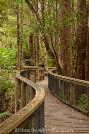 Australasian;Australia;Australian;beautiful;beauty;bush;endemic;forest;forests;green;Hastings-Caves-State-Reserve;Island-of-Tasmania;lush;native;native-bush;natural;nature;scene;scenic;State-of-Tasmania;Tas;Tasmania;tree;trees;wood;woods