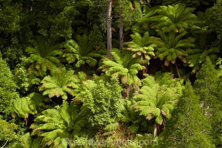 Arve-Forest-Drive;Arve-Road-Forest-Drive;Australasian;Australia;Australian;beautiful;beauty;bush;endemic;fern;ferns;forest;Forestry-Tasmania;forests;frond;fronds;Geeveston;green;Island-of-Tasmania;native;native-bush;natural;nature;scene;scenic;Southern-Tasmania;State-of-Tasmania;Tas;Tasmania;tree;trees;West-Creek-Lookout;West-Creek-Valley;wood;woods