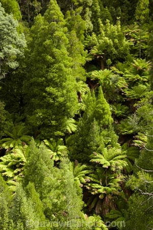 Arve-Forest-Drive;Arve-Road-Forest-Drive;Athrotaxis-cupressoides;Australasian;Australia;Australian;beautiful;beauty;bush;endemic;fern;ferns;forest;Forestry-Tasmania;forests;frond;fronds;Geeveston;green;Island-of-Tasmania;native;native-bush;natural;nature;Pencil-Pines;scene;scenic;Southern-Tasmania;State-of-Tasmania;Tas;Tasmania;tree;trees;West-Creek-Lookout;West-Creek-Valley;wood;woods