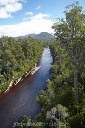 Australasian;Australia;Australian;beautiful;beauty;bush;endemic;forest;Forestry-Tasmania;forests;green;Huon-River;Island-of-Tasmania;native;native-bush;natural;nature;scene;scenic;State-of-Tasmania;Tahune-Air-Walk;Tahune-AirWalk;Tahune-Forest-Airwalk;Tahune-Forest-Reserve;Tahure-Forest-Air-Walk;Tas;Tasmania;tree;trees;wood;woods