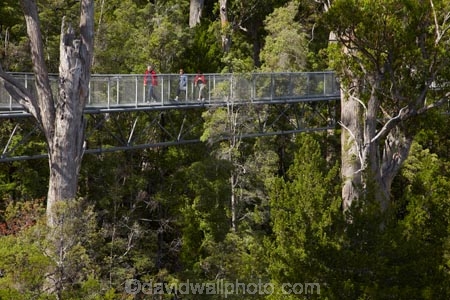 Australasian;Australia;Australian;beautiful;beauty;bush;elevated-walkway;elevated-walkways;endemic;forest;Forestry-Tasmania;forests;green;high;Island-of-Tasmania;native;native-bush;natural;nature;people;person;scene;scenic;State-of-Tasmania;Tahune-Air-Walk;Tahune-AirWalk;Tahune-Forest-Airwalk;Tahune-Forest-Reserve;Tahure-Forest-Air-Walk;Tas;Tasmania;tourism;tourist;tourists;tree;trees;wood;woods