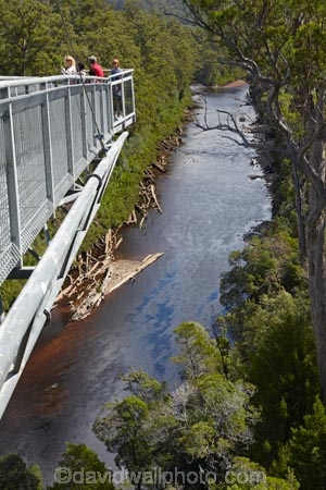Australasian;Australia;Australian;beautiful;beauty;bush;Cantilever;elevated-walkway;elevated-walkways;endemic;forest;Forestry-Tasmania;forests;green;high;Huon-River;Island-of-Tasmania;native;native-bush;natural;nature;people;person;scene;scenic;State-of-Tasmania;Tahune-Air-Walk;Tahune-AirWalk;Tahune-Forest-Airwalk;Tahune-Forest-Reserve;Tahure-Forest-Air-Walk;Tas;Tasmania;tourism;tourist;tourists;tree;trees;wood;woods
