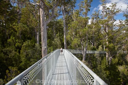 Australasian;Australia;Australian;beautiful;beauty;bush;elevated-walkway;elevated-walkways;endemic;forest;Forestry-Tasmania;forests;green;high;Island-of-Tasmania;native;native-bush;natural;nature;people;person;scene;scenic;State-of-Tasmania;Tahune-Air-Walk;Tahune-AirWalk;Tahune-Forest-Airwalk;Tahune-Forest-Reserve;Tahure-Forest-Air-Walk;Tas;Tasmania;tourism;tourist;tourists;tree;trees;wood;woods