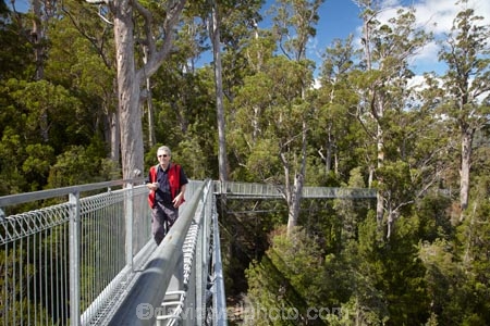 Australasian;Australia;Australian;beautiful;beauty;bush;elevated-walkway;elevated-walkways;endemic;forest;Forestry-Tasmania;forests;green;high;Island-of-Tasmania;native;native-bush;natural;nature;people;person;scene;scenic;State-of-Tasmania;Tahune-Air-Walk;Tahune-AirWalk;Tahune-Forest-Airwalk;Tahune-Forest-Reserve;Tahure-Forest-Air-Walk;Tas;Tasmania;tourism;tourist;tourists;tree;trees;wood;woods