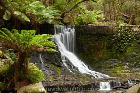 Australasian;Australia;Australian;cascade;cascades;creek;creeks;Derwent-Valley;falls;fern;ferns;frond;fronds;Horseshoe-Falls;Island-of-Tasmania;Mount-Field-N.P.;Mount-Field-National-Park;Mount-Field-NP;Mt-Field-N.P.;Mt-Field-National-Park;Mt-Field-NP;natural;nature;scene;scenic;State-of-Tasmania;stream;streams;Tas;Tasmania;water;water-fall;water-falls;waterfall;waterfalls;wet