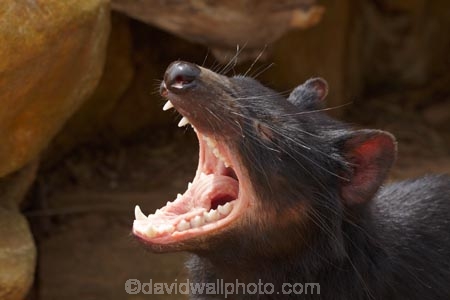 aggressive-behaviour;animal;animals;Australasian;Australia;Australian;carnivorous;carnivorous-marsupial;carnivorous-marsupials;Dasyuridae;Island-of-Tasmania;mammal;mammals;marsupial;marsupials;Sarcophilus;Sarcophilus-harrisii;snarling;Southern-Tasmania;State-of-Tasmania;Tas;Tasman-Peninsula;Tasmania;Tasmanian-Devil;Tasmanian-Devil-Conservation-Park;Tasmanian-Devils;Tassy-Devil;wildlife