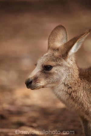 animal;animals;Australasian;Australia;Australian;Eastern-Grey-Kangaroo;Eastern-Grey-Kangaroos;Forester-Kangaroo;Forester-Kangaroos;gray-kangaroo;gray-kangaroos;Great-Grey-Kangaroo;Grey-Kangaroo;Grey-Kangaroos;head;heads;Island-of-Tasmania;kangaroo;kangaroos;Macropodidae;Macropus-giganteus;Macropus-giganteus-tasmaniensis;mammal;mammals;Marsupial;Marsupials;marsupium;Nature;portrait;portraits;pouch;skippy;Southern-Tasmania;State-of-Tasmania;Tas;Tasman-Peninsula;Tasmania;Tasmanian-Devil-Conservation-Park;Wild;Wildlife;Zoology
