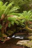 Australasian;Australia;Australian;brook;brooks;cascade;cascades;creek;creeks;Derwent-Valley;falls;fern;ferns;flora;flow;forest;forestry;forests;frond;fronds;green;Island-of-Tasmania;lush;Mount-Field-N.P.;Mount-Field-National-Park;Mount-Field-NP;Mt-Field-N.P.;Mt-Field-National-Park;Mt-Field-NP;native-bush;natural;nature;outdoor;outdoors;scene;scenic;State-of-Tasmania;stream;streams;Tas;Tasmania;undergrowth;water;water-fall;water-falls;watercourse;waterfall;waterfalls;wet