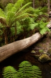 Australasian;Australia;Australian;beautiful;beauty;brook;brooks;bush;creek;creeks;Derwent-Valley;endemic;fern;ferns;flora;flow;forest;forestry;forests;frond;fronds;green;Island-of-Tasmania;lush;Mount-Field-N.P.;Mount-Field-National-Park;Mount-Field-NP;Mt-Field-N.P.;Mt-Field-National-Park;Mt-Field-NP;native;native-bush;natural;natural-bridge;nature;outdoor;outdoors;scene;scenic;State-of-Tasmania;stream;streams;Tas;Tasmania;tree;tree-trunk;tree-trunks;trees;undergrowth;water;watercourse;wet;wood;woods