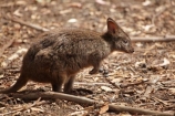 animal;animals;Australasian;Australia;Australian;Island-of-Tasmania;mammal;mammals;marsupial;marsupials;pademelon;pademelons;Red_bellied-Pademelon;Rufous_bellied-Pademelon;Southern-Tasmania;State-of-Tasmania;Tas;Tasman-Peninsula;Tasmania;Tasmanian-Devil-Conservation-Park;Tasmanian-Pademelon;Thylogale-billardierii;wildlife