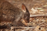 animal;animals;Australasian;Australia;Australian;Island-of-Tasmania;mammal;mammals;marsupial;marsupials;pademelon;pademelons;Red_bellied-Pademelon;Rufous_bellied-Pademelon;Southern-Tasmania;State-of-Tasmania;Tas;Tasman-Peninsula;Tasmania;Tasmanian-Devil-Conservation-Park;Tasmanian-Pademelon;Thylogale-billardierii;wildlife