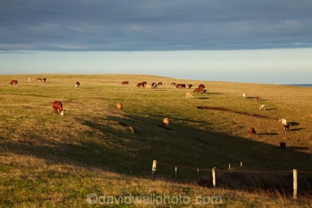 agricultural;agriculture;animal;animals;Australasian;Australia;Australian;calves;cattle;country;countryside;cow;cows;farm;farming;farmland;farms;field;fields;grass;grassy;Herbivore;Herbivores;Herbivorous;Highfield;Highfield-Estate;Highfield-Farm;Highfield-Historic-Farm;Highfield-Historic-Site;Island-of-Tasmania;Livestock;mammal;mammals;meadow;meadows;North-Western-Tasmania;North-WestTasmania;Northern-Tasmania;Northwestern-Tasmania;NorthwestTasmania;paddock;paddocks;pasture;pastures;rural;Stanley;Stanley-Peninsula;State-of-Tasmania;stock;Tas;Tasmania;The-North