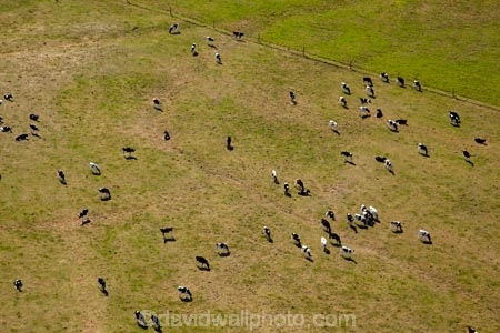 aerial;aerial-photo;aerial-photograph;aerial-photographs;aerial-photography;aerial-photos;aerial-view;aerial-views;aerials;agricultural;agriculture;animal;animals;Australasian;Australia;Australian;cattle;country;countryside;cow;cows;farm;farming;farmland;farms;field;fields;grass;grassy;Herbivore;Herbivores;Herbivorous;Island-of-Tasmania;Livestock;mammal;mammals;meadow;meadows;new-zealand;North-Western-Tasmania;North-WestTasmania;Northern-Tasmania;Northwestern-Tasmania;NorthwestTasmania;paddock;paddocks;pasture;pastures;rural;Stanley;Stanley-Peninsula;State-of-Tasmania;stock;Tas;Tasmania;The-North