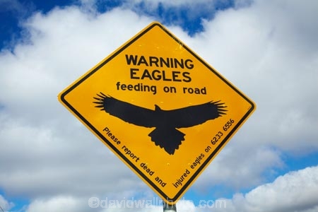 Australasian;Australia;Australian;eagle;eagle-sign;eagle-signs;eagle-warning-sign;eagle-warning-signs;eagles;eagles-feeding-on-road;eagles-sign;eagles-signs;eagles-warning-sign;eagles-warning-signs;Island-of-Tasmania;Northern-Tasmania;road-sign;road-signs;road_sign;road_signs;roads;roadsign;roadsigns;sign;signs;State-of-Tasmania;symbol;symbols;Tas;Tasmania;The-North;warn;warning;warning-sign;warning-signs;wildlife;wildlife-sign;wildlife-signs;wildlife-warning-sign;wildlife-warning-signs;yellow-black;yellow-sign;yellow-signs