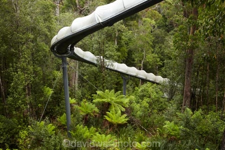 adventure;Adventure-Slide;Adventure-Slides;adventure-tourism;Australasian;Australia;Australian;Bass-Highway;beautiful;beauty;bush;cyathea;Dismal-Swamp;endemic;fern;ferns;forest;Forestry-Tasmania;forests;frond;fronds;giant-slide;green;Island-of-Tasmania;native;native-bush;natural;nature;North-West-Tasmania;North-Western-Tasmania;Northern-Tasmania;plant;plants;scene;scenic;slide;slides;State-of-Tasmania;Tarkine-Forest-Adventures;Tas;Tasmania;The-North;The-Tarkine;tree;tree-fern;tree-ferns;trees;wood;woods