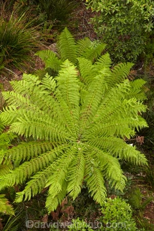 Australasian;Australia;Australian;Bass-Highway;beautiful;beauty;bush;cyathea;Dismal-Swamp;endemic;fern;ferns;forest;Forestry-Tasmania;forests;frond;fronds;green;Island-of-Tasmania;native;native-bush;natural;nature;North-West-Tasmania;North-Western-Tasmania;Northern-Tasmania;plant;plants;scene;scenic;State-of-Tasmania;Tarkine-Forest-Adventures;Tas;Tasmania;The-North;The-Tarkine;tree;tree-fern;tree-ferns;trees;wood;woods