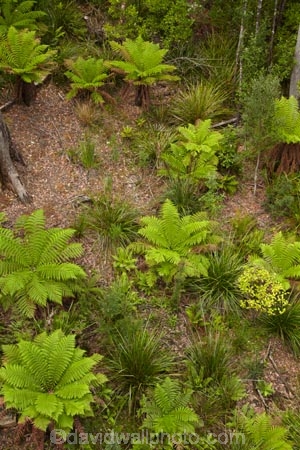 Australasian;Australia;Australian;Bass-Highway;beautiful;beauty;bush;cyathea;Dismal-Swamp;endemic;fern;ferns;forest;Forestry-Tasmania;forests;frond;fronds;green;Island-of-Tasmania;native;native-bush;natural;nature;North-West-Tasmania;North-Western-Tasmania;Northern-Tasmania;plant;plants;scene;scenic;State-of-Tasmania;Tarkine-Forest-Adventures;Tas;Tasmania;The-North;The-Tarkine;tree;tree-fern;tree-ferns;trees;wood;woods