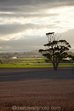 agricultural;agriculture;Australasian;Australia;Australian;country;countryside;crop;crops;farm;farming;farmland;farms;field;fields;horticulture;Island-of-Tasmania;meadow;meadows;North-West-Tasmania;North-Western-Tasmania;Northern-Tasmania;paddock;paddocks;pasture;pastures;rural;State-of-Tasmania;Table-Cape;Tas;Tasmania;The-North;Wynyard